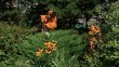 двор-цветы0730.jpg
