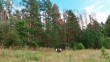 экотропа-лес-маршрут0803.jpg