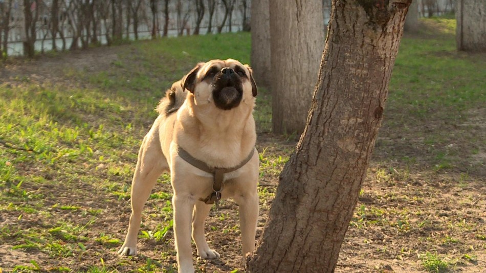 Собака0413.jpg