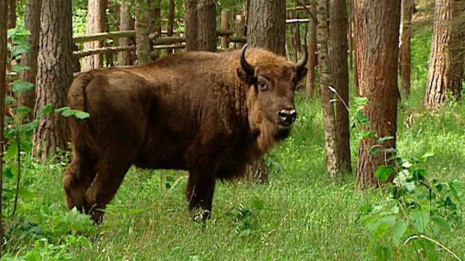 Зубр-0804.jpg