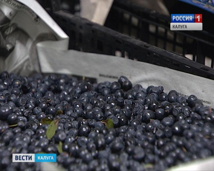 Черника0708.jpg