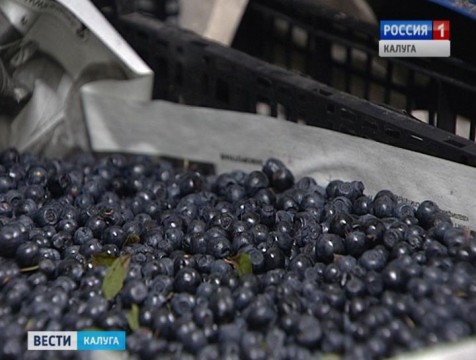 Радиоактивную чернику сожгут в специальной печи