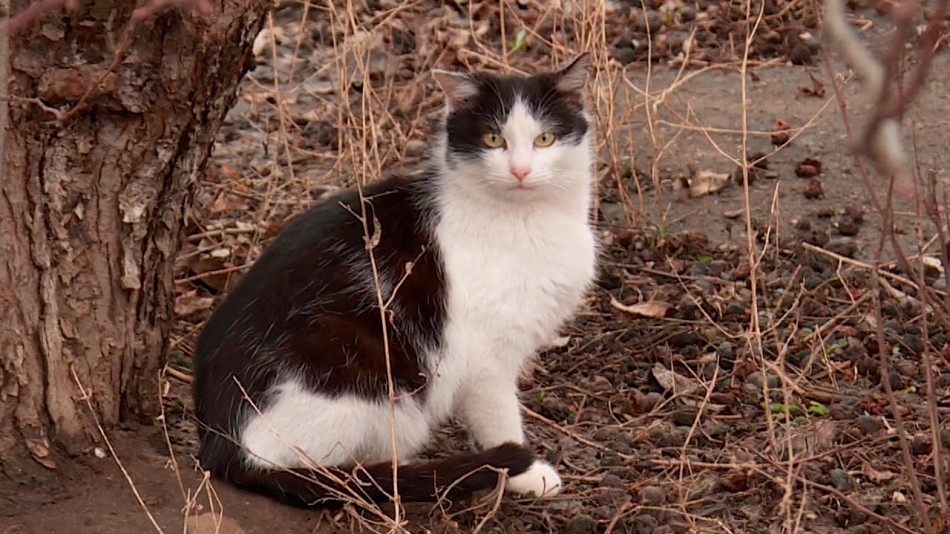 Кошка0312.jpg