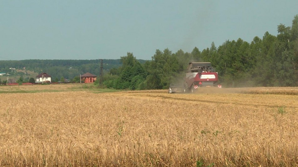 поле0урожай-комбайн0806.jpg