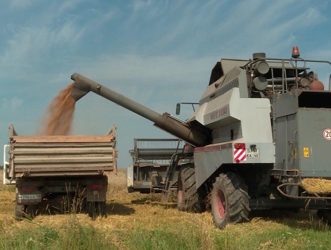 Дожди и ветра сместили на 10 дней срок уборочной кампании в регионе