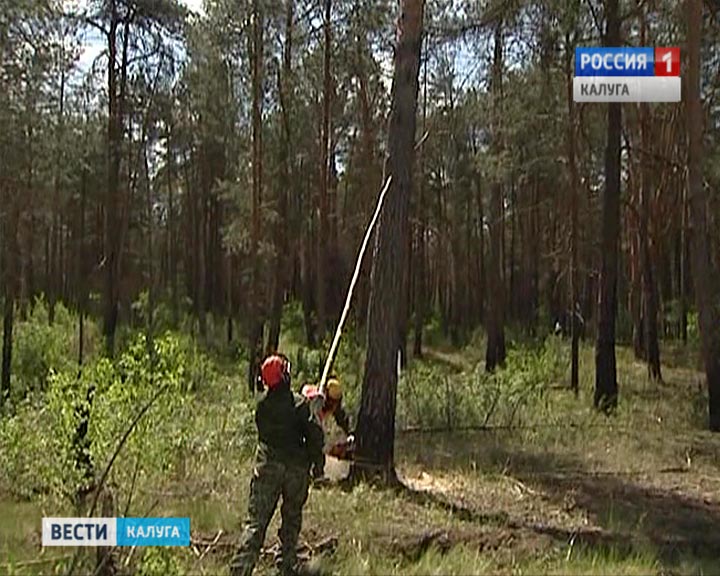 Вырубка лес0706.jpg