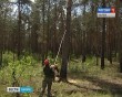 Вырубка лес0706.jpg