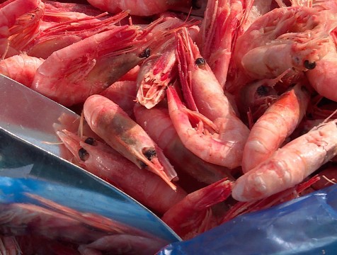 Производители креветок закрыли цеха в Калужской области