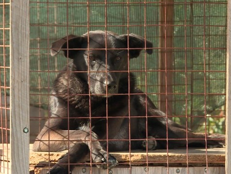 Международный день бездомных животных напоминает людям, что «мы в ответе за тех, кого приручили»