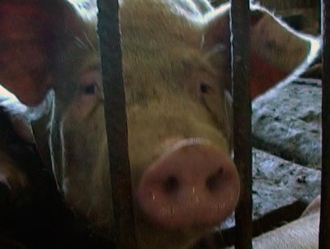 Случаи заражения свиней африканской чумой выявлены в Мосальском и Барятинском районах