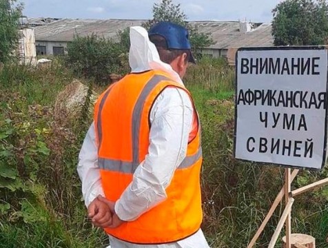 Поголовье свиней уничтожили из-за угрозы африканской чумы в Мосальском районе