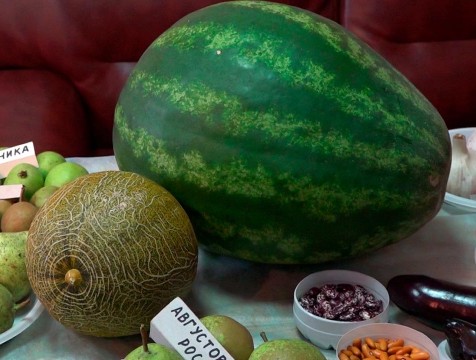Огородники Дзержинского района удивили урожаем винограда, арбузов и дынь