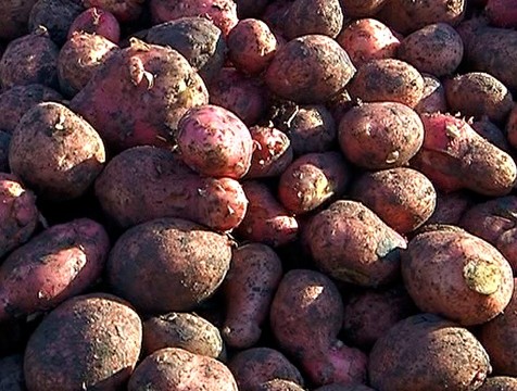 Картофель в калужских магазинах подешевел на 9,6%