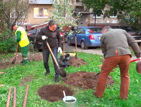 В калужском дворе появились деревья, высаженные горуправой на субботнике