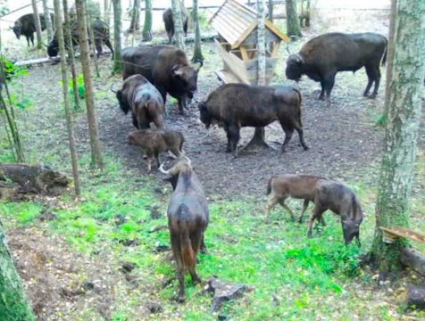 752 зубра насчитали в калужских лесах