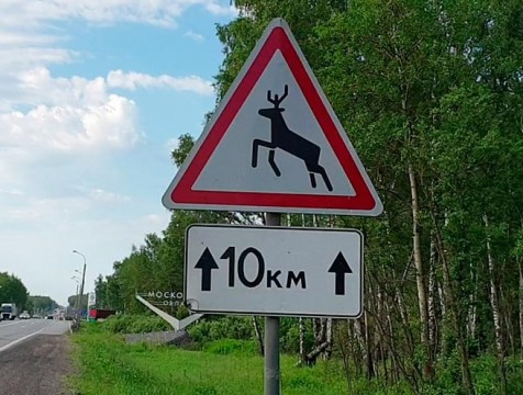 Водителям региона стоит остерегаться лосей