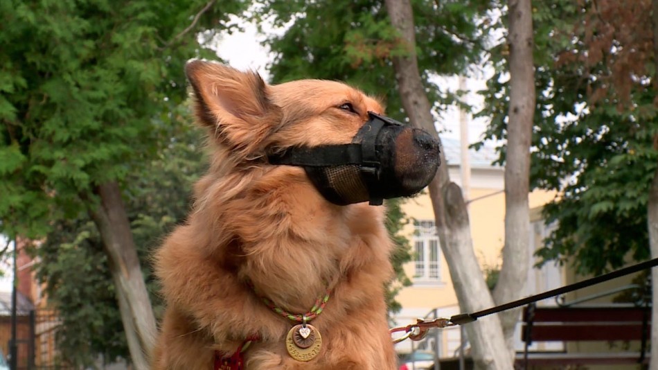 собака0922.jpg
