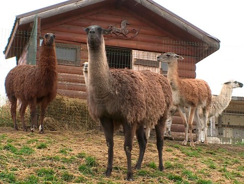 Калужане выберут имя для родившегося в экопарке малыша ламы