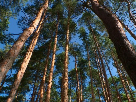 Калужанин предложил переименовать Комсомольскую рощу в Лаврентьевскую