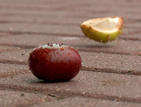 Северный ветер сделает некомфортными пятничные прогулки