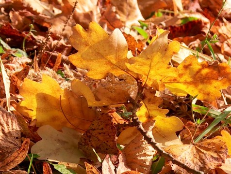 Пятница будет самым теплым днем недели