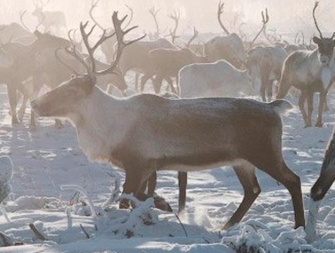 Новый год Калуга встретит в компании шаманов и северных оленей