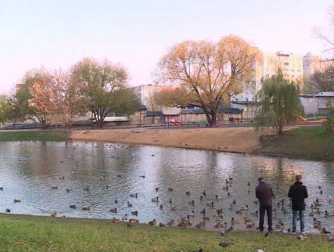 Краснокнижная утка замечена на Пуховском пруду