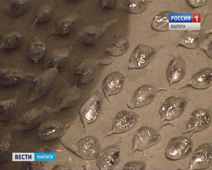 Спайсы0802.jpg