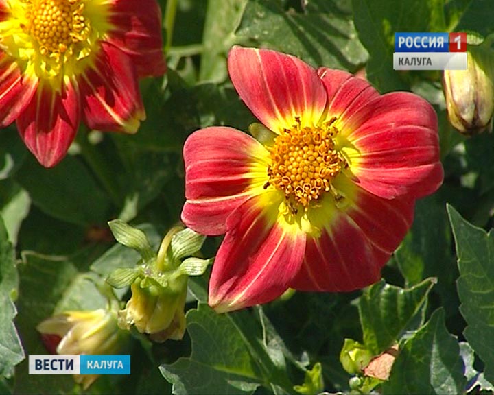 Цветы0803.jpg
