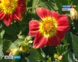 Цветы0803.jpg