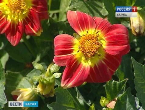 Финал конкурса «Калуга в цвету» пройдет в Гостином дворе