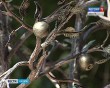 Дерево-Счастья5-0806.jpg