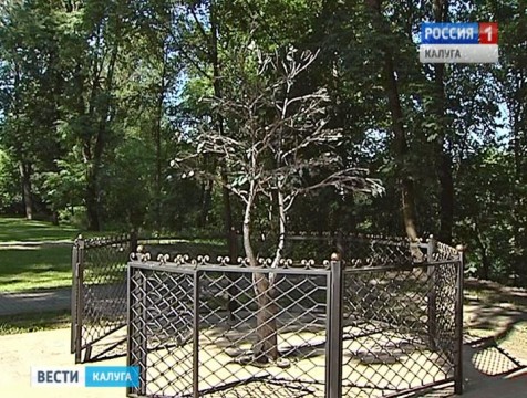 Второе дерево Счастья появилось на калужской Золотой аллее