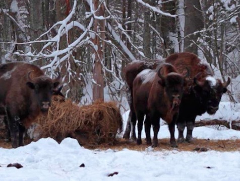 «Калужские засеки» зовут в гости к зубрам