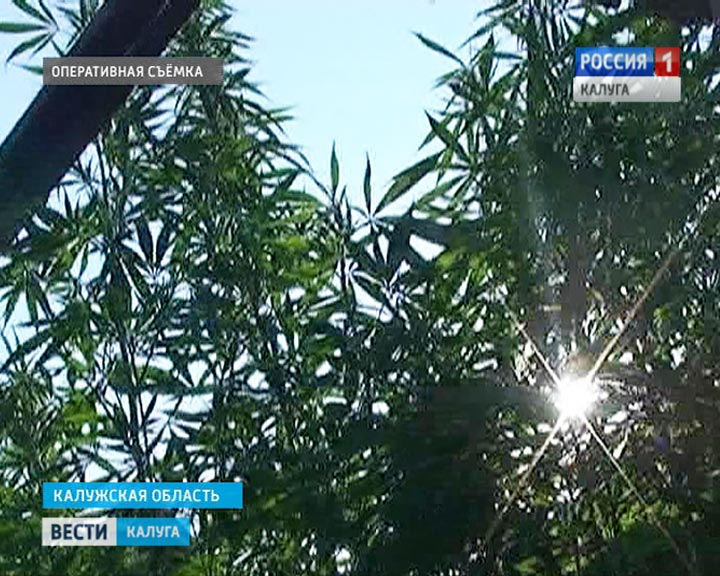 Конопля0810.jpg