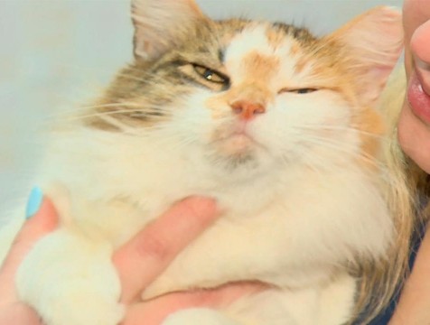 День домашних животных отмечают во всём мире
