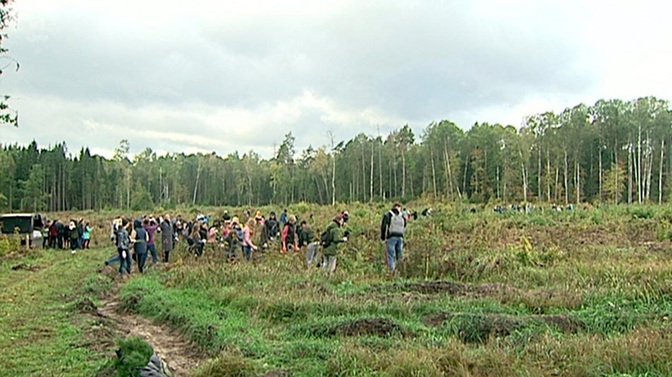 Посадка-леса1-0916.jpg