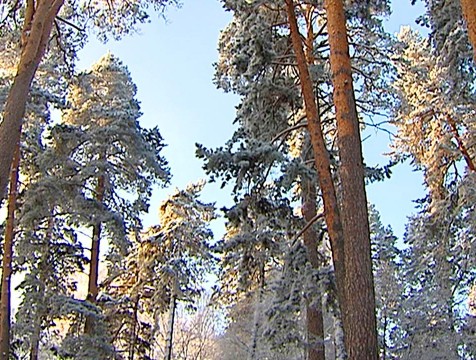 Плюсовые температуры вернутся в регион к середине недели