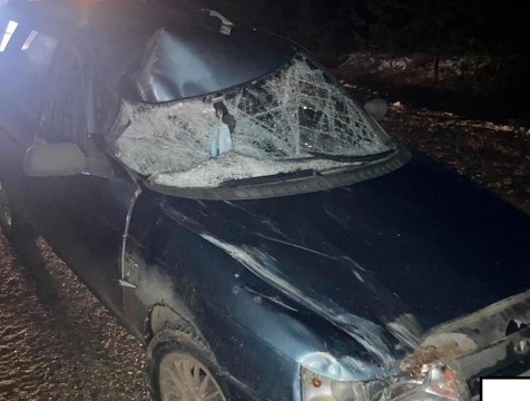 Автомобиль сбил лошадь в Жуковском районе