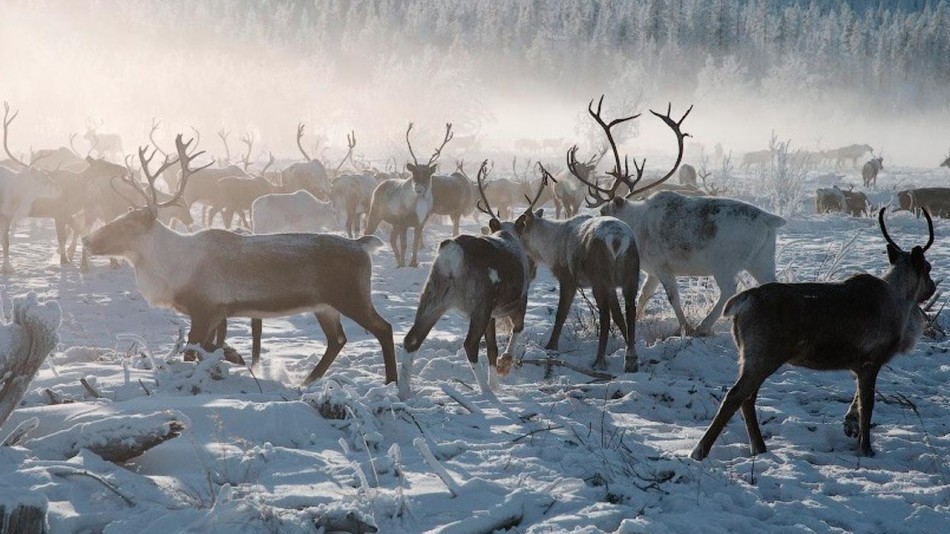 северный-олень-фотоВести-1028.jpg