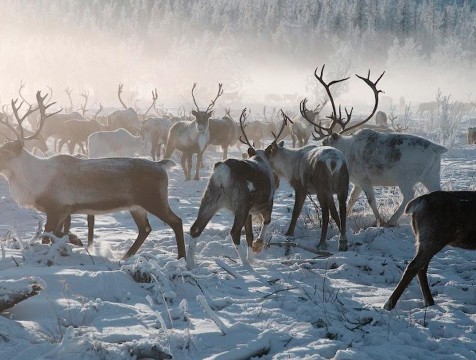 Калужан познакомят с культурой и обычаями народов Севера