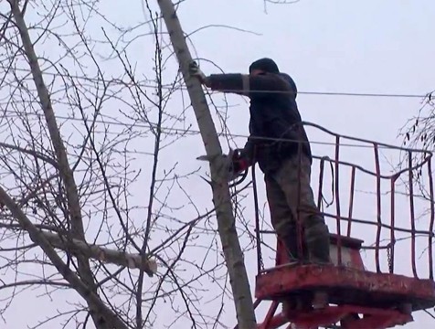 Зараженные ясени в Калуге заменят на деревья ценных пород