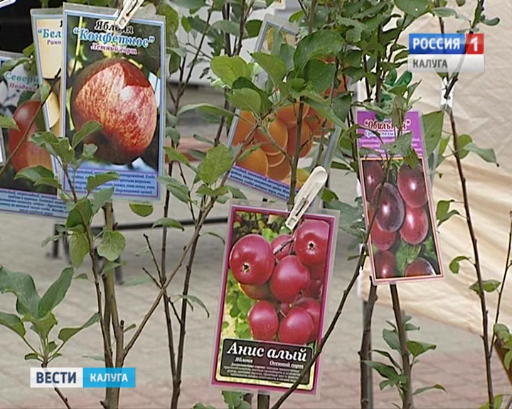 Фестиваль-яблок5-0819.jpg