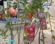 Фестиваль-яблок5-0819.jpg