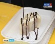 Фестиваль-яблок6-0819.jpg