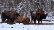 Зубры-0109.jpg