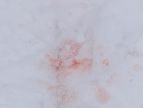 Калужская полиция проводит проверку по факту жестокого убийства собаки