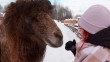 животные-верблюд-0121.jpg