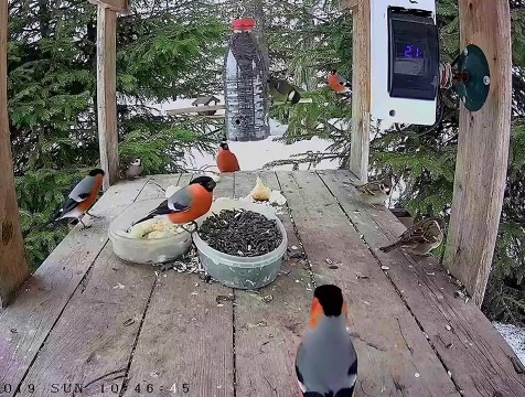 Прямую трансляцию из кормушек для птиц организовали калужане