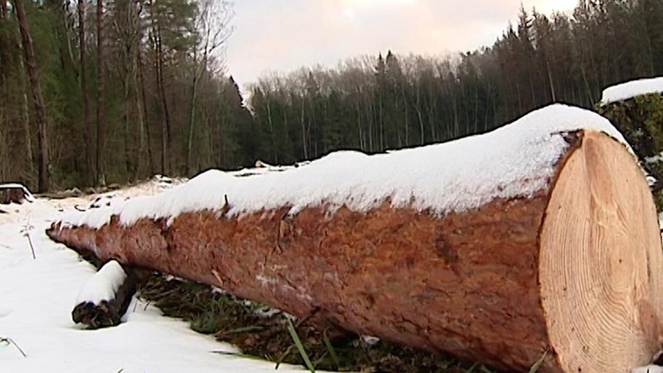 Лесозаготовка1-0402.jpg